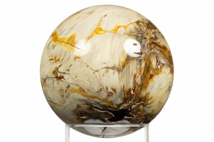 Polished Petrified Wood (Bald Cypress?) Sphere - Washington #311637